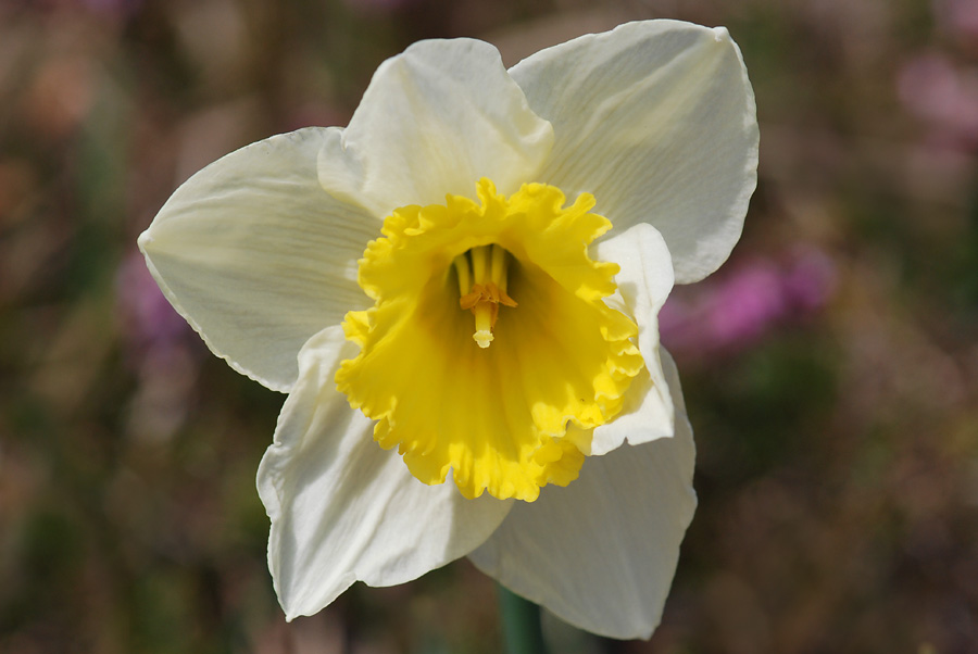 Narcissus pseudonarcissus